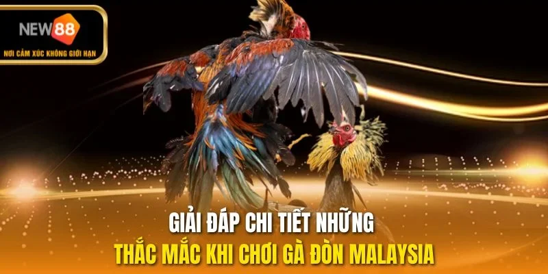 Giải đáp chi tiết những thắc mắc khi chơi gà đòn Malaysia
