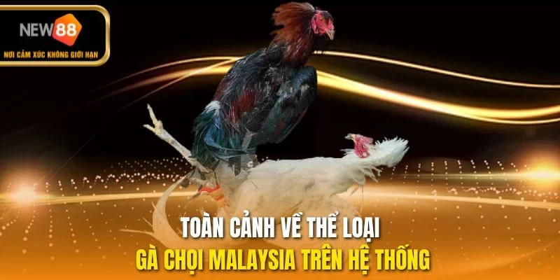Toàn cảnh về thể loại gà chọi Malaysia trên hệ thống