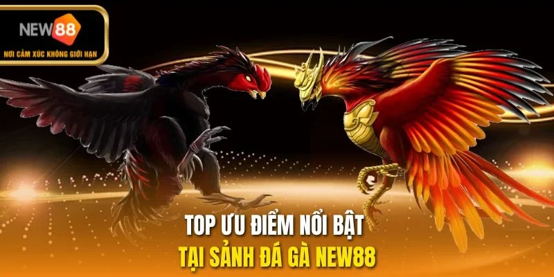 Top ưu điểm nổi bật tại sảnh đá gà NEW88